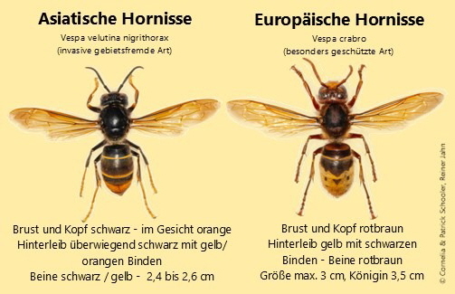 Vergleichsmglichkeit