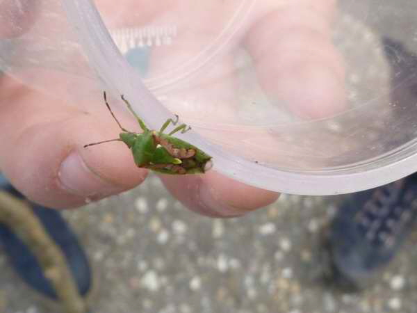 Trashbuster des NABU Cleebronn