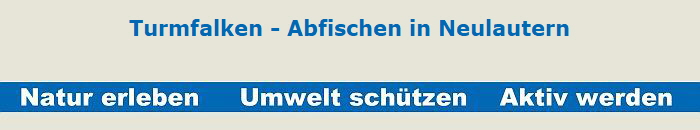 Turmfalken - Abfischen in Neulautern